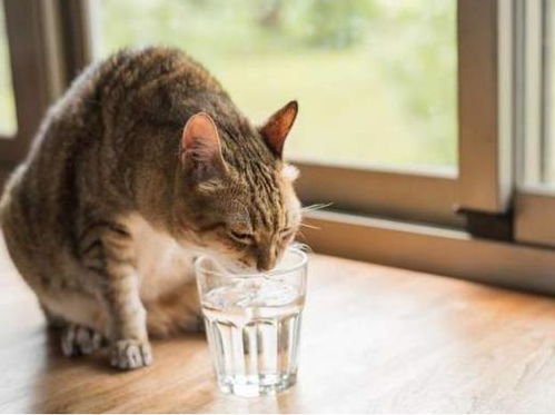 猫咪偷喝主人杯子里的水,主人喊它名字时,猫抬头那刻网友全笑翻