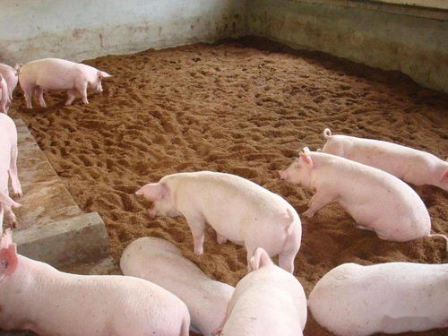 葱白对猪养殖的妙用技巧,学会可以治疗的多种猪病