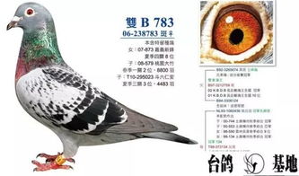 台湾赛鸽强豪基础种鸽欣赏