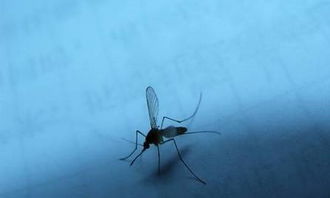 夏季家里蚊子多,有可能是装修时忽视了防虫处理
