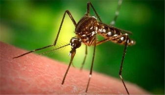 饥饿的蚊子是如何吸血的 . 