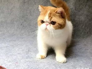 图 出售自家散养加菲猫 北京宠物猫 