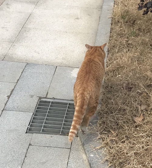 遇到一直跟在身后的橘猫新加照片 