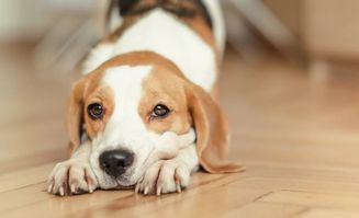 诱发狗狗患皮肤病的5个原因,很多铲屎官不知道,要学会预防