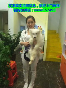 杭州市区哪里有宠物狗卖 杭州哪里有宠物店