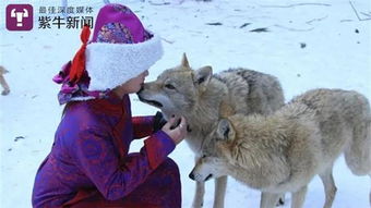 25岁女子在内蒙古草原养狼 曾被咬伤 