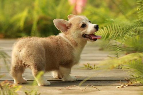 分享今日冷知识 柯基犬,原来你不止腿短臀肥