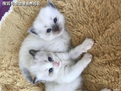 蓝山双布偶是什么 布偶猫花色这么多,了解这六点就知道怎么分辨