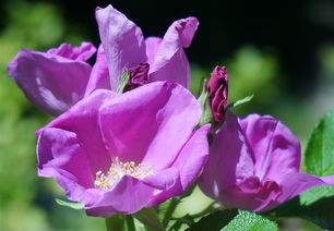 玫瑰簇,藿香玫瑰,玫瑰,芽,花,开花,盛开,叶子,花园,自然,植物 