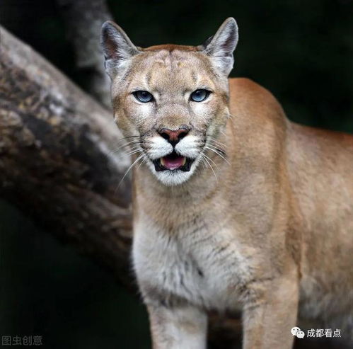 揭秘世界上最凶猛的20种动物排行榜 每个都让你闻风丧胆