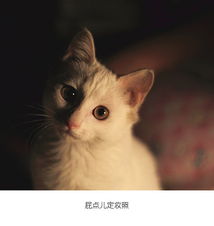 似亲似友 我的猫儿