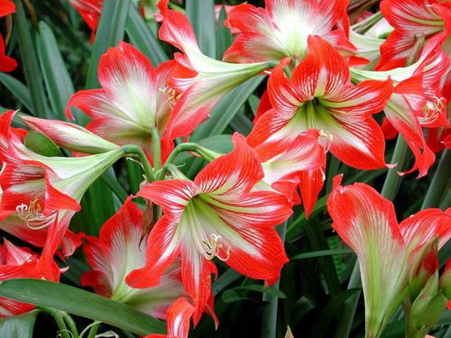 朱顶红就像是由两朵花组成的一样,是一种渴望爱情的花