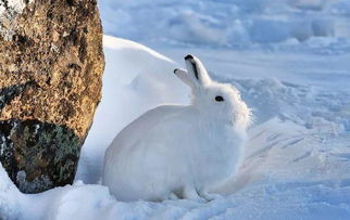 果壳 12月13日 北极兔