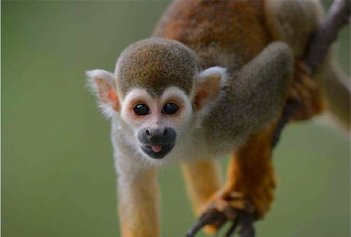 你知道松鼠猴怎么养吗 学会这3点,就能养出可爱的猴子