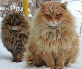 西伯利亚猫多少钱 该猫价格比较贵