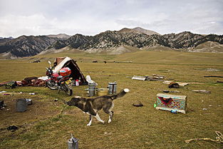 北疆的哈萨克牧民家家都养一两只狗用来保护羊群和看家护院,这是温泉县一牧民转场途中的过夜点,他家的狗在看护主人的领地和财产 新疆博尔塔拉蒙古自治州温泉县 全景网 