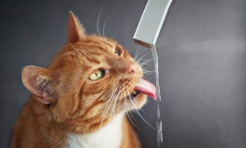 健康的猫跟喝水量有关,过多过少都不行