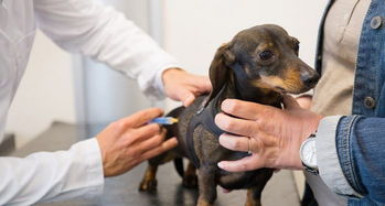 宠物医院生意火 看病比人贵,河南专项整治动物诊疗行业 