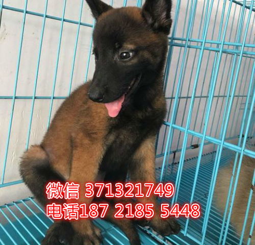 福州马犬出售纯种幼犬,大型犬马犬狗狗,实物图拍摄
