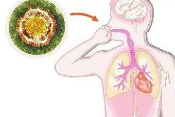 新型冠状病毒是什么？