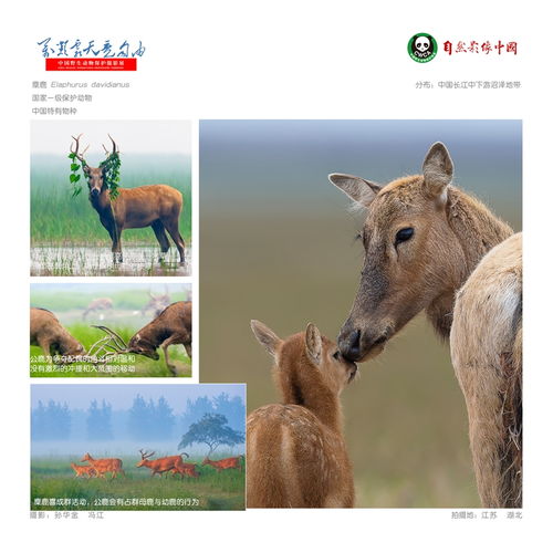 中国野生动物保护协会 