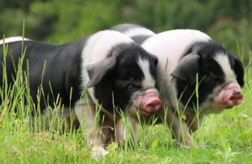 生肖猪2021年运势如何 最旺属猪人的颜色你知道吗 家有猪人速看