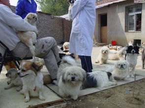 广州宠物救助站 