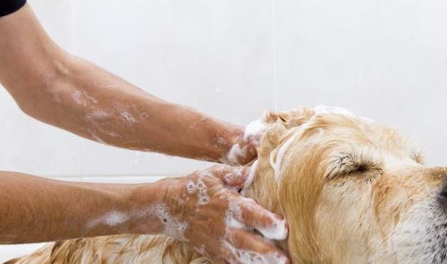 就算洗了澡,狗狗身上味道也重,主要是这几个部位没洗干净