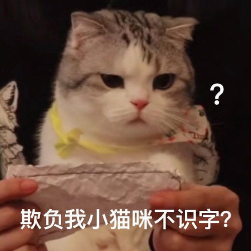 动感之星小猫大图 表情大全