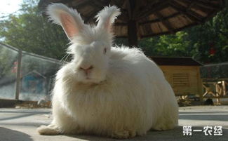 安哥拉兔有哪些品种 法国 英国 德国的安哥拉兔有啥区别