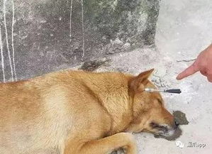 女童狗肉摊认出爱犬，伤心哭泣引网友怜