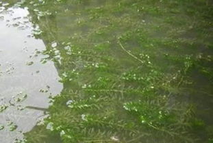 螃蟹 小龙虾养殖户注意,伊乐藻管理不好,颗粒无收,损失惨重 水草 