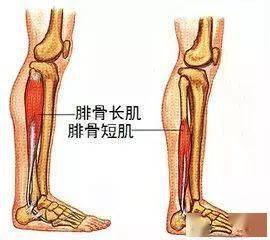 康复治疗必备基础知识 踝足运动学