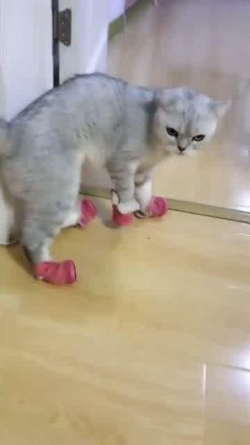 穿上鞋子后的小猫咪,做出这样可爱的举动,真是太逗了 