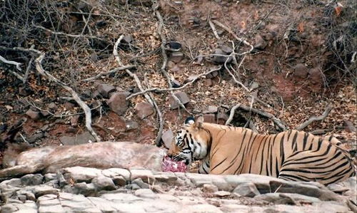老虎循着气息找到猎物后, 水鹿瞬间被老虎秒杀致死