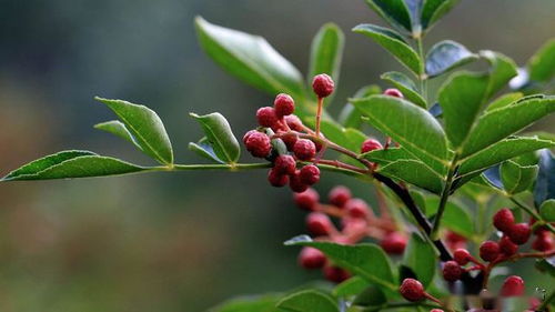 甘肃庄浪 种下花椒树 走上致富路