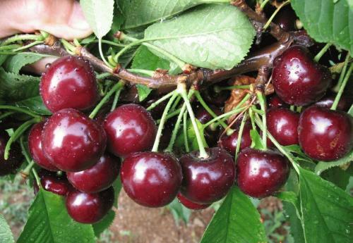 大樱桃畸形果产生的原因以及防治方法介绍,怎样培养大樱桃新品种