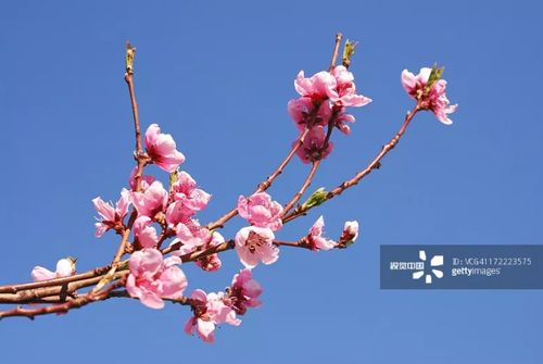 林芝桃花节如期而至 赏花线路热辣上线 