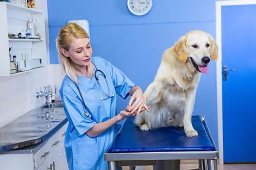 哈尔滨有几家有权威的宠物医院 开一家宠物医院需要什么条件