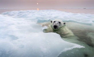 洁白世界 水中游泳北极熊萌照 