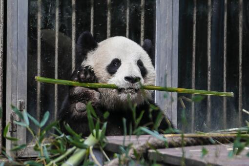 全球最长寿圈养大熊猫去世 具体是怎么回事 附详情