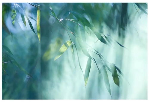 山水印 竹林野茶 来自竹林的一口清新 忘忧茶