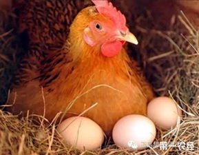 蛋鸡饲料添加剂价格以及应用