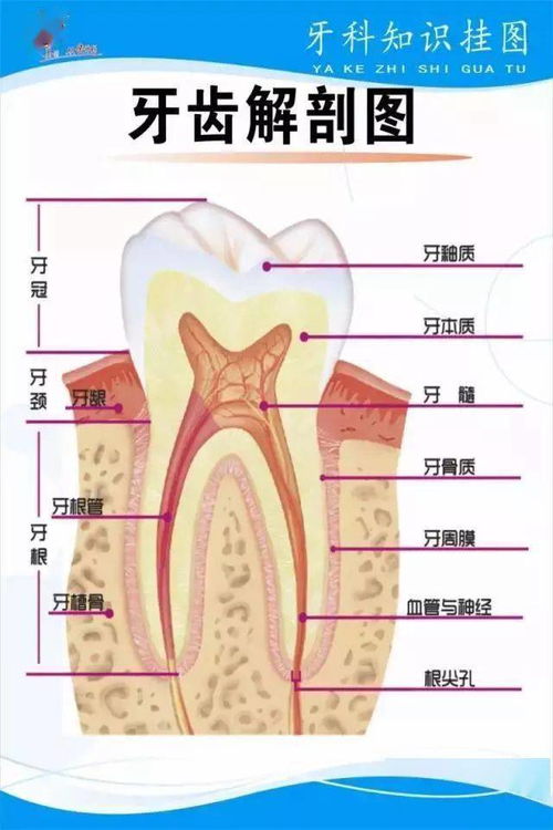 都是同一个医生做的假牙,为什么效果就不一样呢