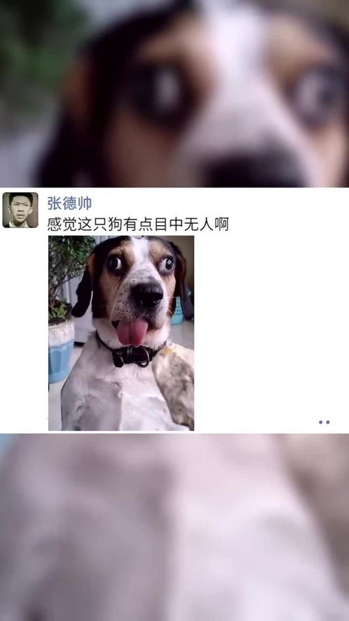 这狗有点目中无人 