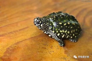 近年来,国内繁殖的热门龟种有哪些呢