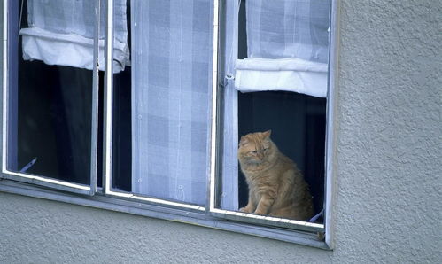 八楼窗外有条小尾巴,竟是只橘猫,还是主人自己放出去的