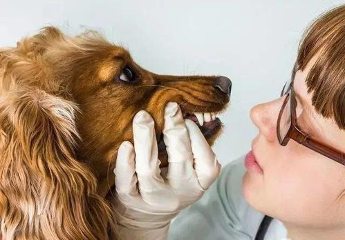 狗狗患口腔疾病会有哪些征兆呢 如何正确护理狗狗的牙齿