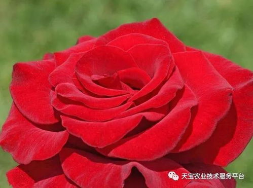 最贵的玫瑰花品种,最贵的玫瑰花品种