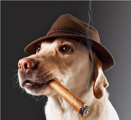 社会狗抽烟头像图片